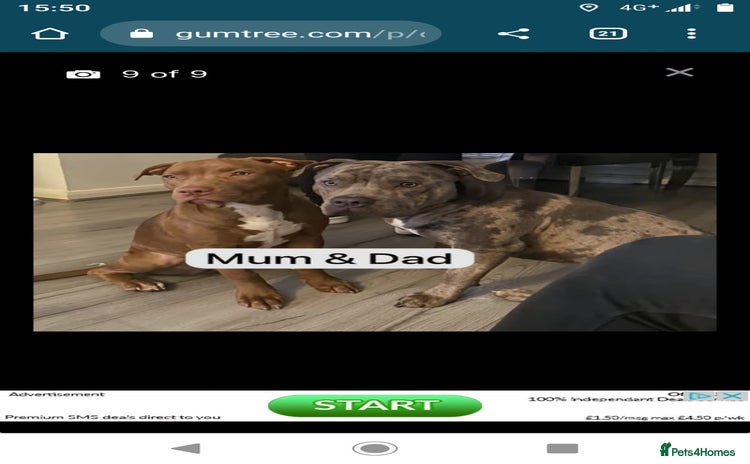 Mixed Breed dogs - Advert 13