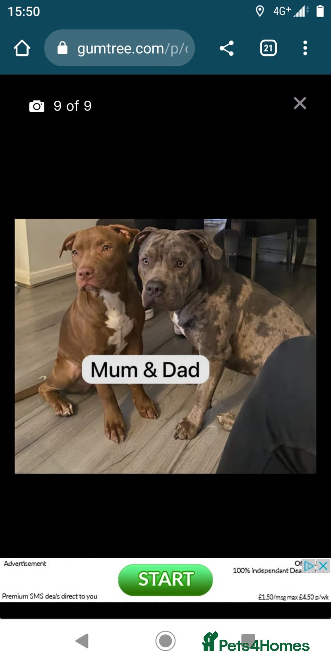 Mixed Breed dogs for sale: Loki 8 months old - Image 1