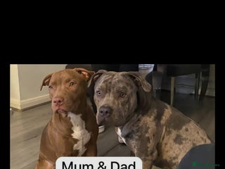 Mixed Breed dogs - Advert 1