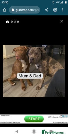 Mixed Breed dogs - Advert 13