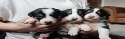 Border Collie dogs for sale: Border Collie Pups - Advert 7