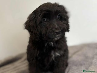 Cockapoo dogs - Advert 4