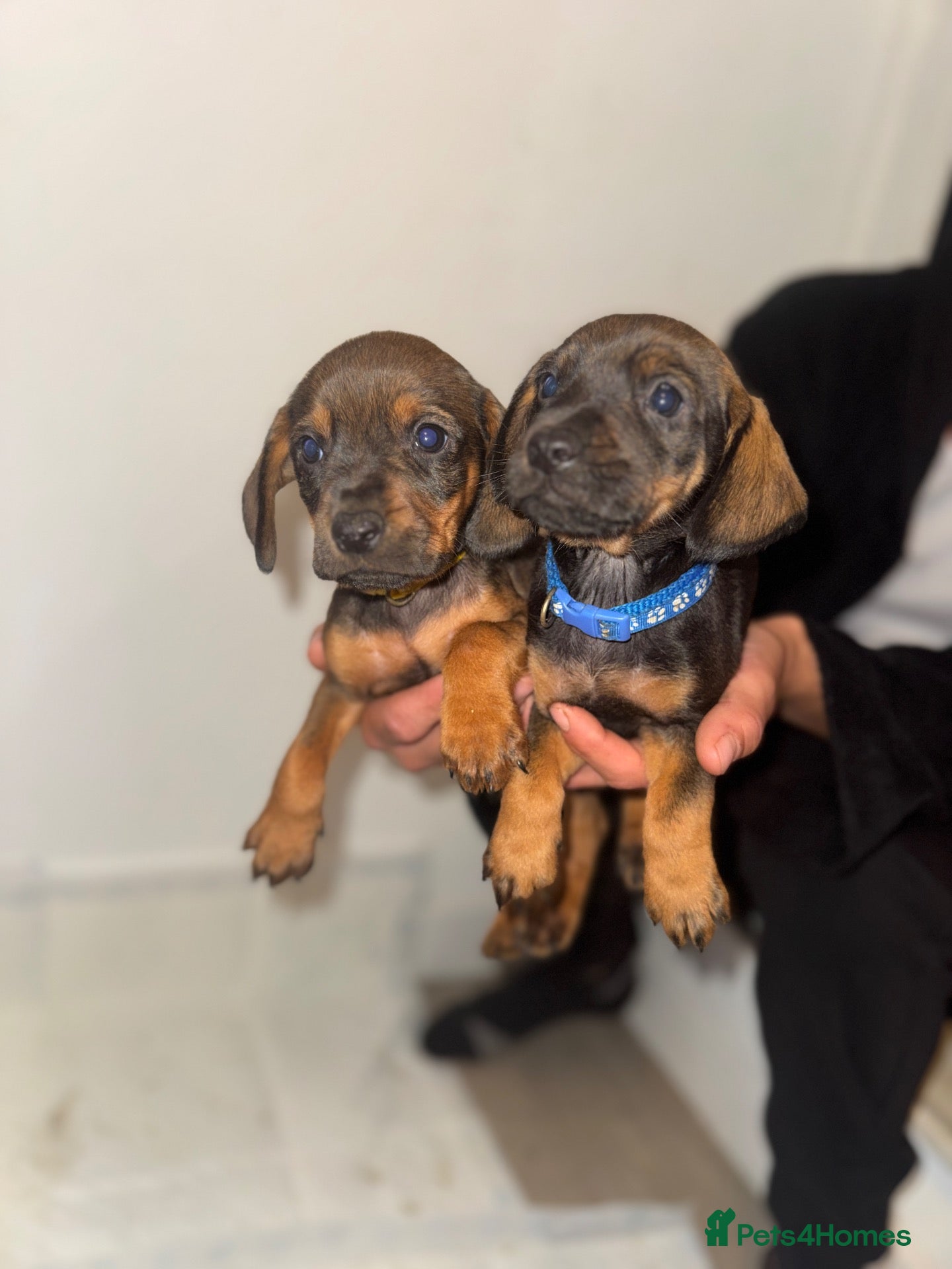 Mixed Breed dogs for sale: Mixed Breed Puppys  - Advert 1