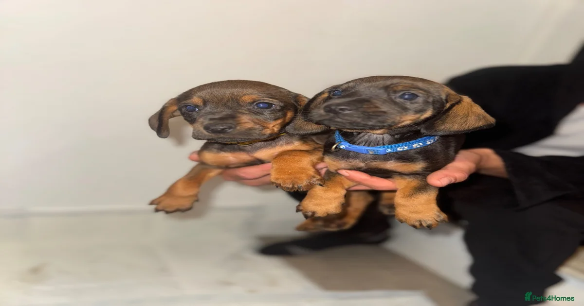 Parson russe Puppies for sale | Pets4Homes