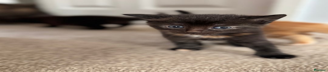 Mixed Breed Kitten 3