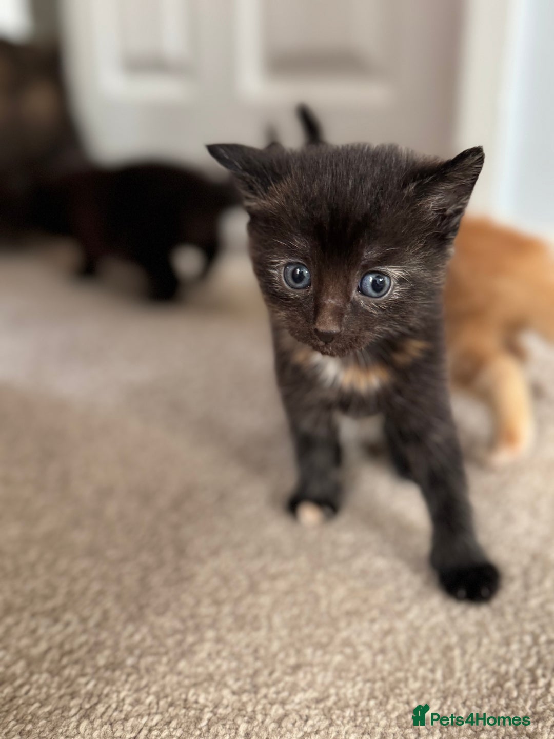Mixed Breed cats for sale: 3 beautiful Norwegian forest x kittens boy SOLD!! - Image 8