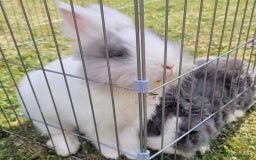 Lionhead rabbits for sale: Male lionhead  - Image 1