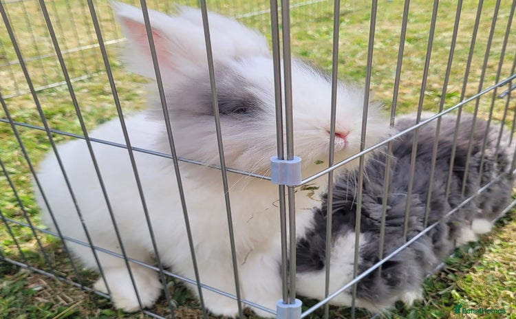 Lionhead rabbits - Advert 3