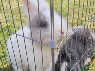 Lionhead rabbits - Advert 10