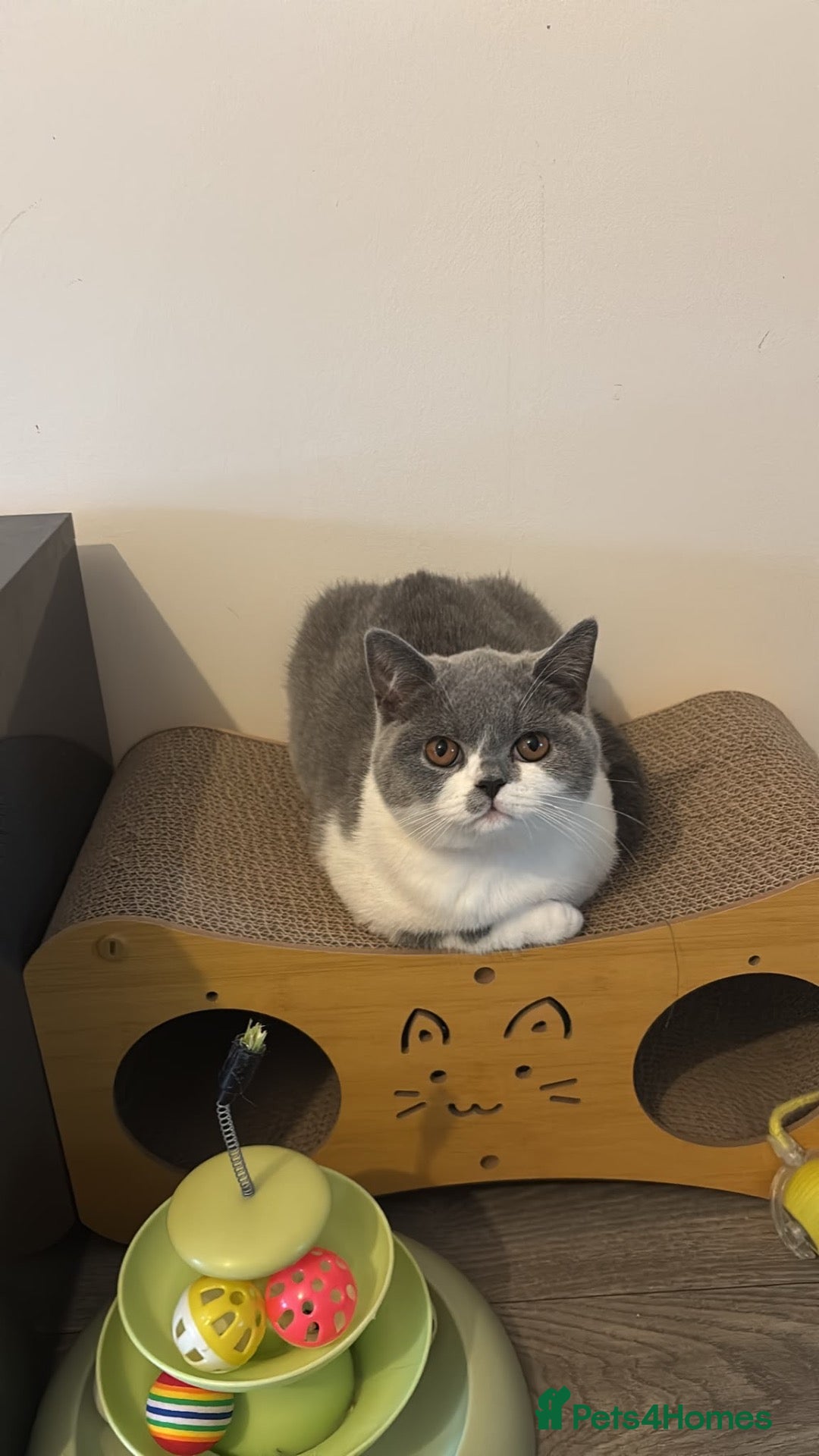British Shorthair cats 🧸last 3 Chunky British Shorthair Kittens left🧸 - Advert 2