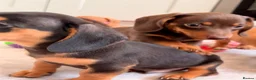 Miniature Dachshund dogs for sale: Pra clear mini dachshunds  - Advert 23