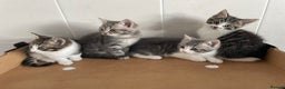 Mixed Breed cats for sale: Beautiful Tabby Kittens  - Advert 4