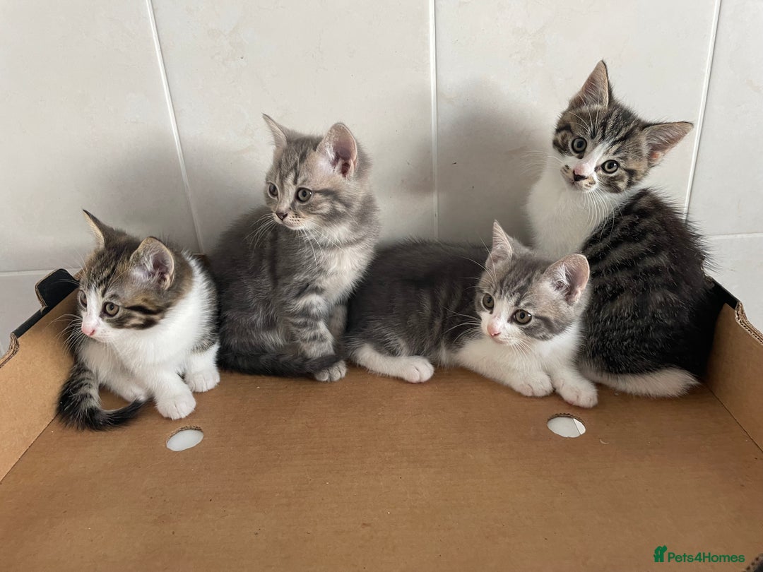 Mixed Breed cats for sale: Beautiful Tabby Kittens  - Advert 4