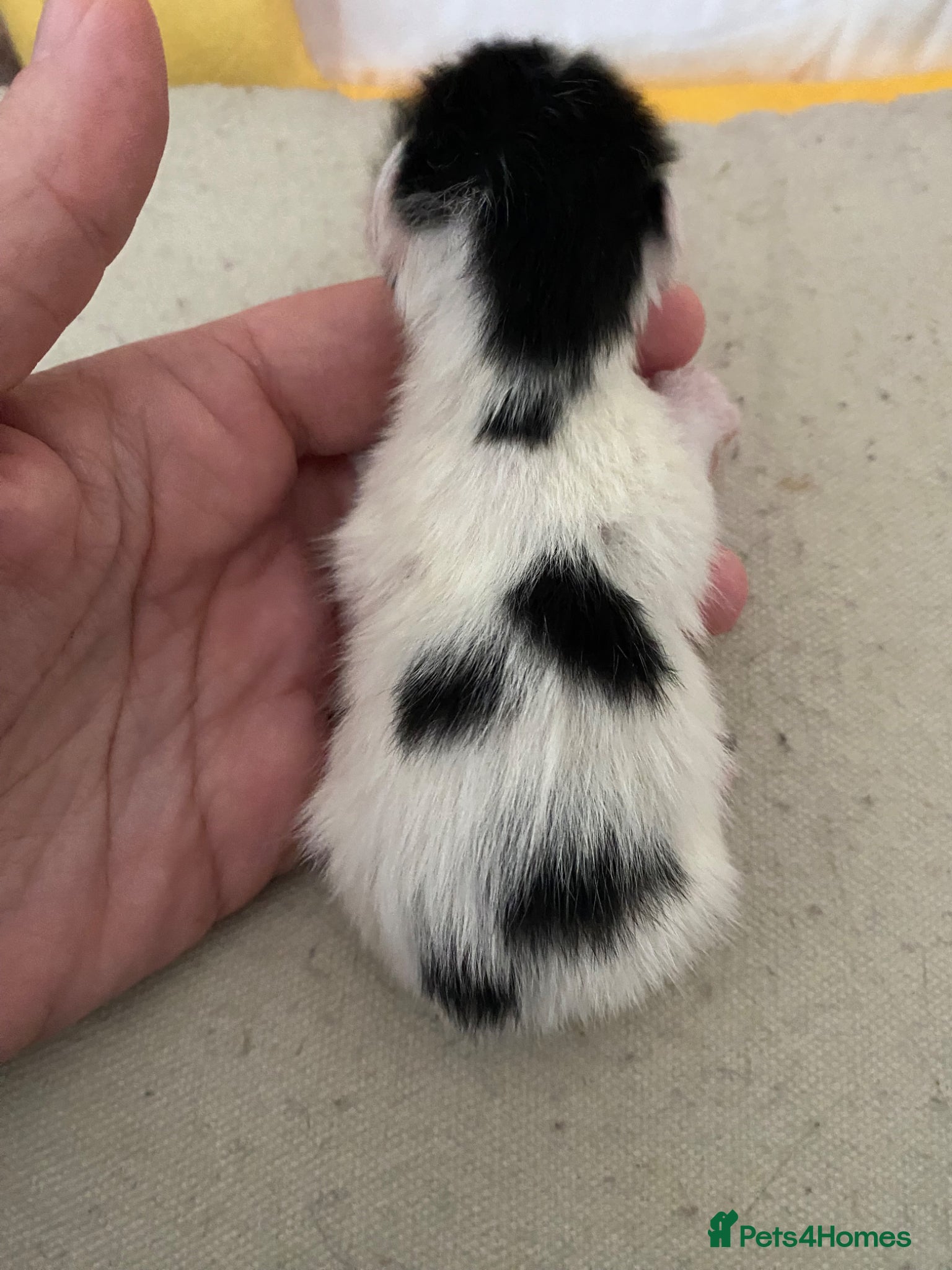 Mixed Breed cats for sale: 6 beautiful kittens - Advert 9