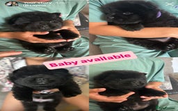 Chow Chow dogs for sale: Beautiful Chow Chow puppies  - Image 2