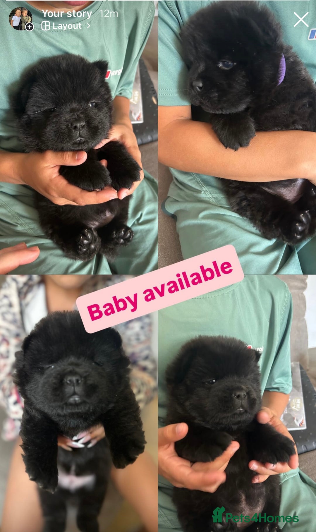 Chow Chow dogs for sale: Beautiful Chow Chow puppies  - Image 2