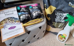 Gecko reptiles for sale: Leopard Gecko for sale - Advert 10