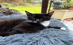 Domestic Shorthair cats for adoption: Sasparilla - Image 4
