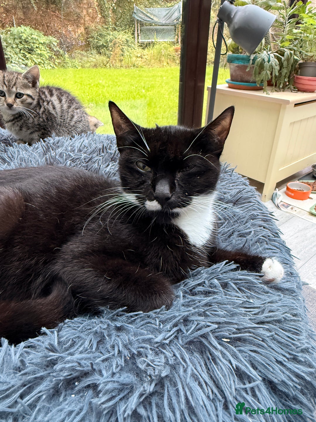 Domestic Shorthair cats for adoption: Sasparilla - Image 4