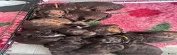 Sproodle dogs for sale: Gorgeous chocolate sproodle f1b puppies in Hull - Advert 28