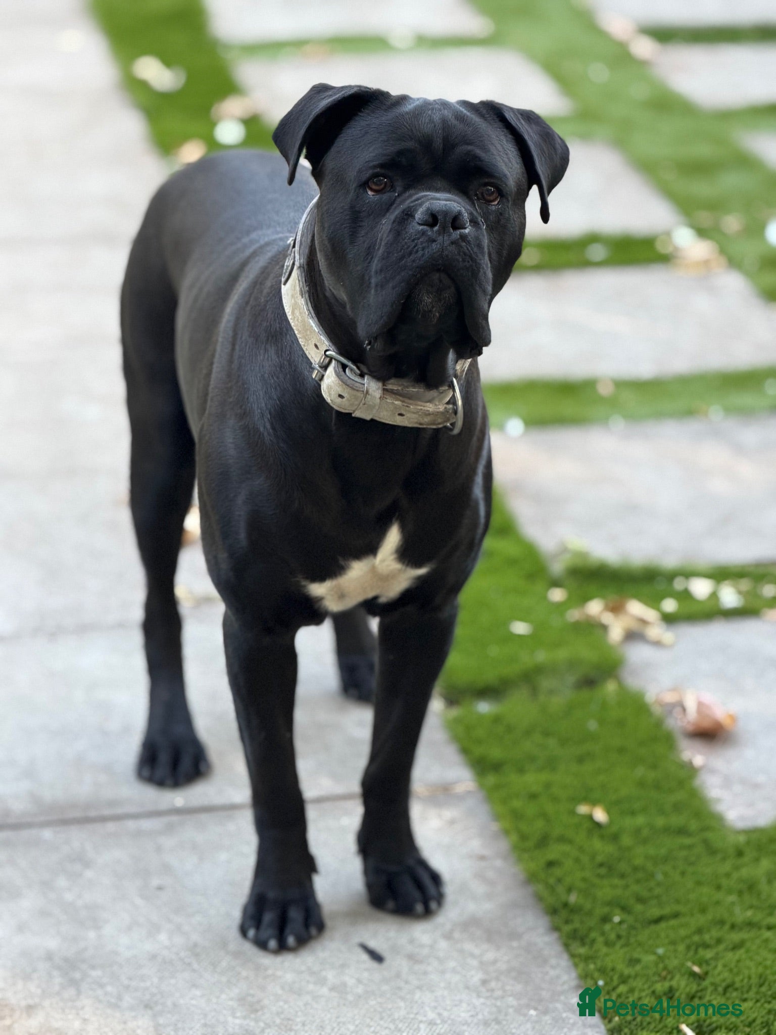 Cane Corso dogs Tyson  - Advert 14