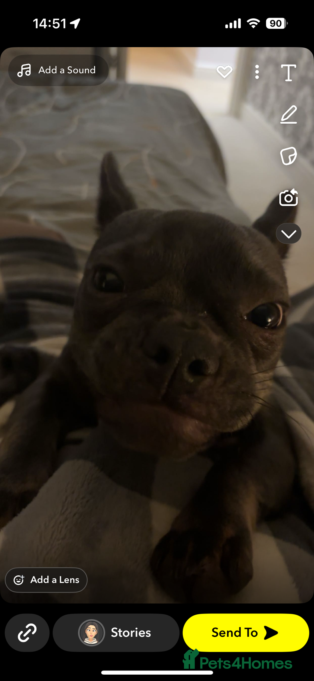 French Bulldog dogs for sale: frenchie  - Image 2