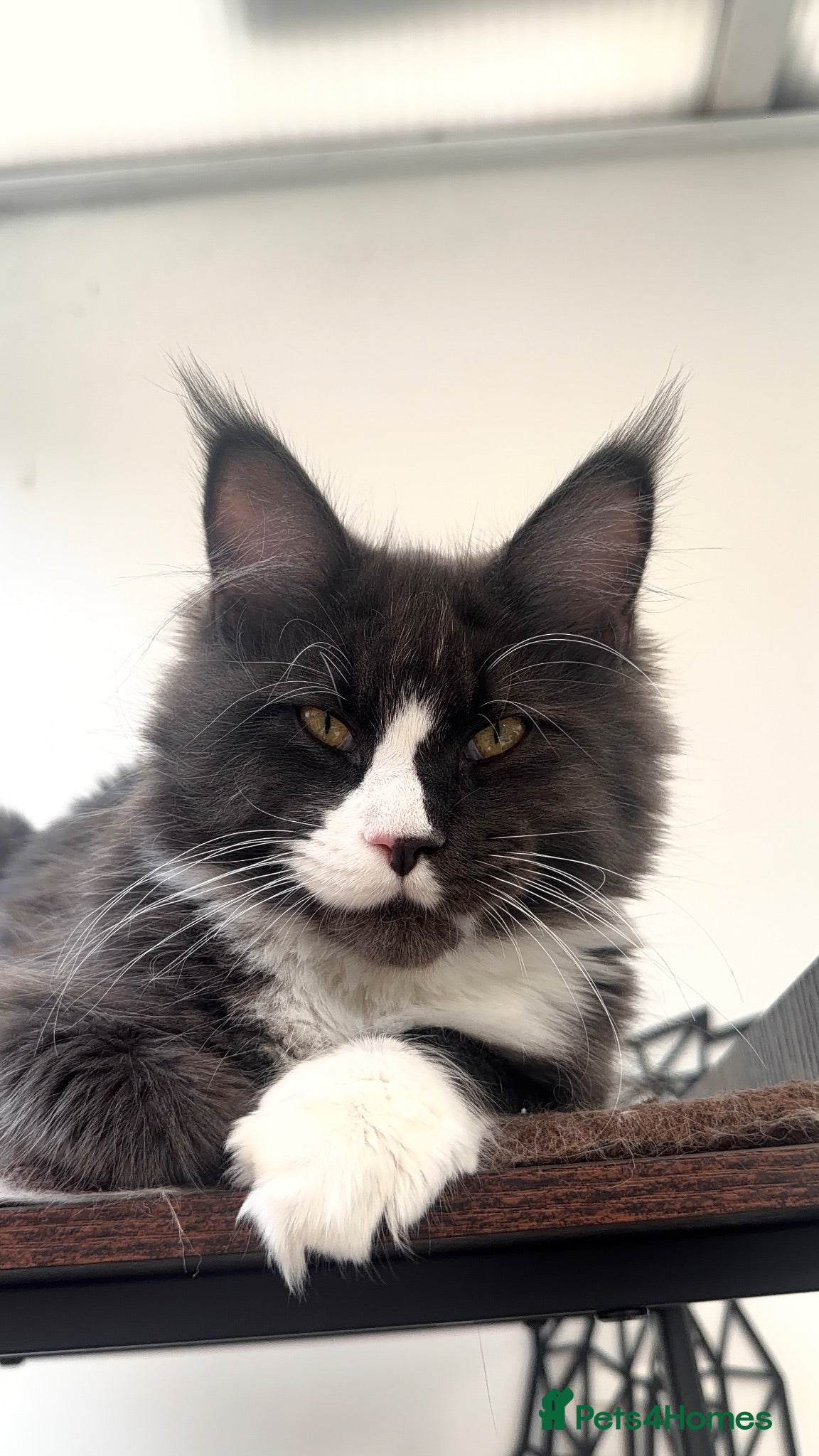 Maine Coon cats 2 stunning TICA Boys left - Advert 15