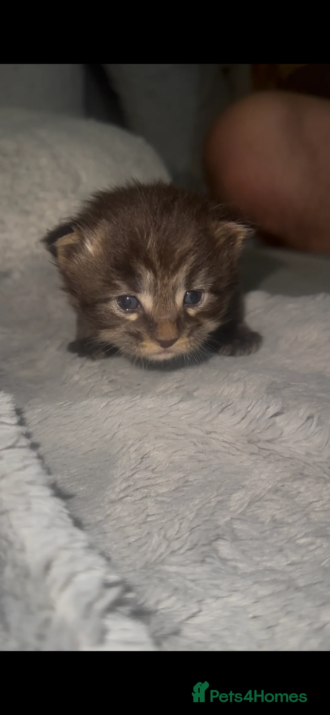 Maine Coon cats for sale: TICA MAINE COON KITTENS - Advert 3