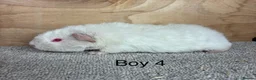 Guinea Pig rodents for sale: Male and female Guinea Pigs - Advert 7
