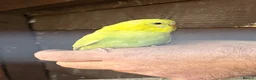 Budgerigars birds for sale: This years Budgies 3-6 months Male & Female - Advert 3