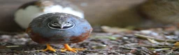Mixed Breed birds for sale: 9 Button Quail – Males and Females – North Hants - Advert 8