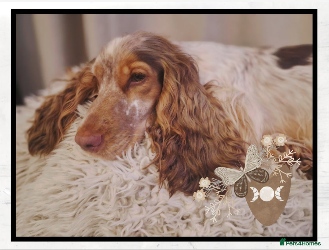 Cocker Spaniel dogs for sale: FULL Health Tested Show Line puppies due - Advert 5