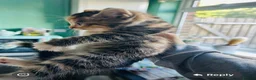 Mixed Breed cats for sale: six lovely kittens ready this weekend  in Bradford - Advert 9
