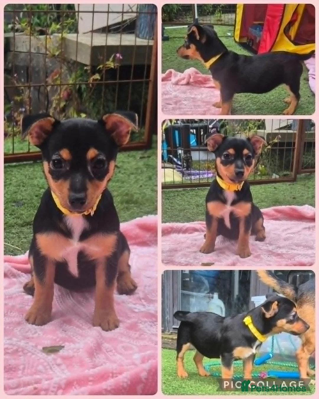 Jack Russell dogs for sale: 2 Female Jack Russell Puppies 12 Weeks Old - Advert 2