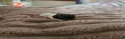 Rat rodents for sale: Baby rats ready 29/06/26 - Advert 7