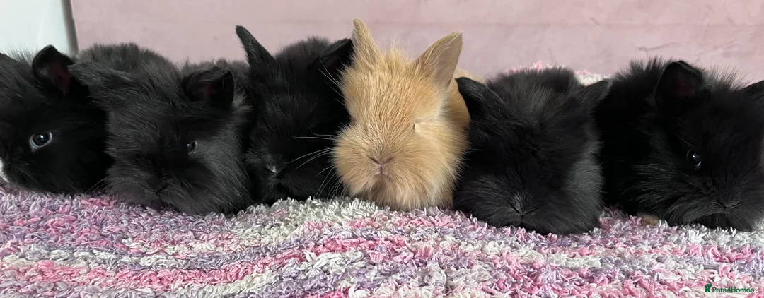 Mini Lion Lop rabbits for sale: 6 lion lops for sale  - Advert 1