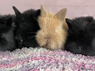 Mini Lion Lop rabbits 6 lion lops for sale - Advert 1