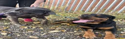 Rottweiler dogs for stud: Roscoe - Advert 9