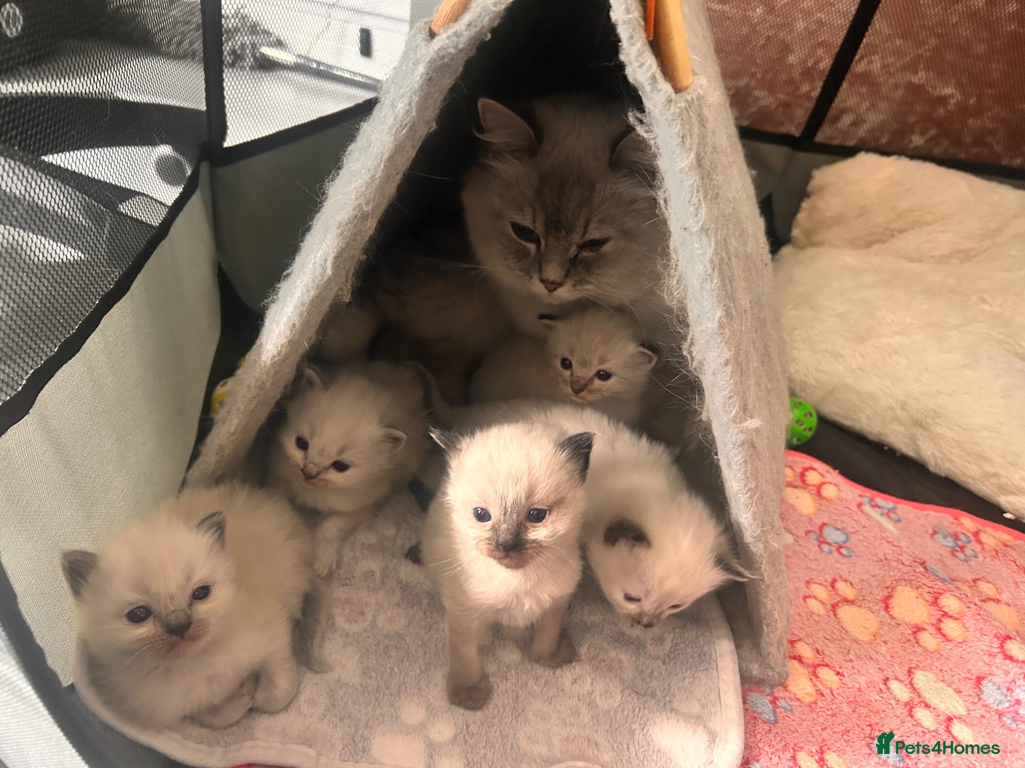 Ragdoll cats Beautiful Ragdoll Kittens – Ready from 8th July - Advert 1