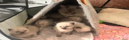Ragdoll cats for sale: Beautiful Ragdoll Kittens – Ready from 8th July - Advert 1