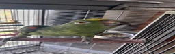 Parrots birds for sale: Male Yellow-crowned Amazon Parrot with Large Cage in Mansfield - Advert 3