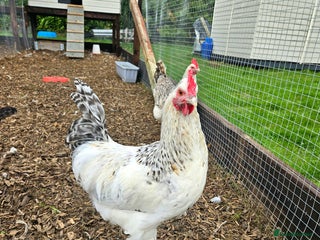 Chickens poultry Beautiful Sussex Rooster - Advert 5