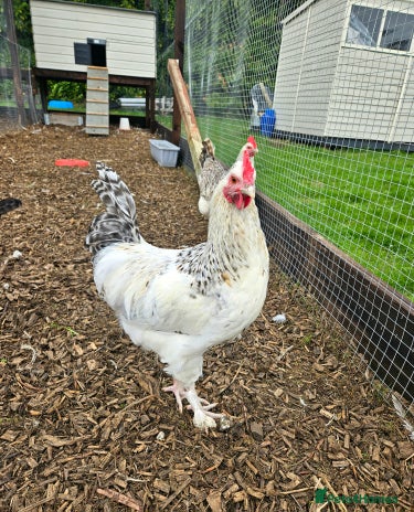 Chickens poultry Beautiful Sussex Rooster - Advert 5