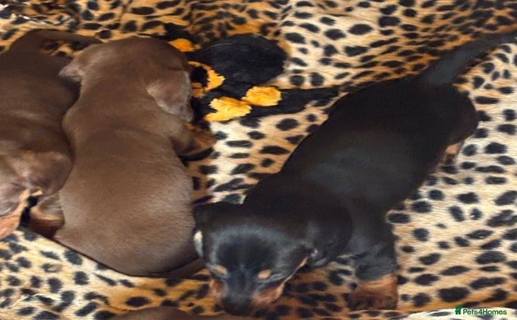 Miniature Dachshund dogs - Advert 11
