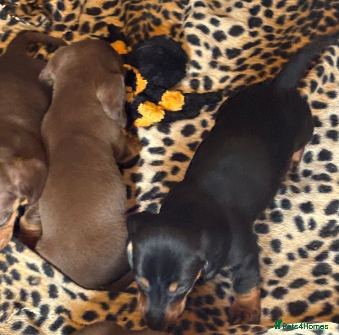 Miniature Dachshund dogs for sale: Miniature dachshund smooth hair pups  - Image 1