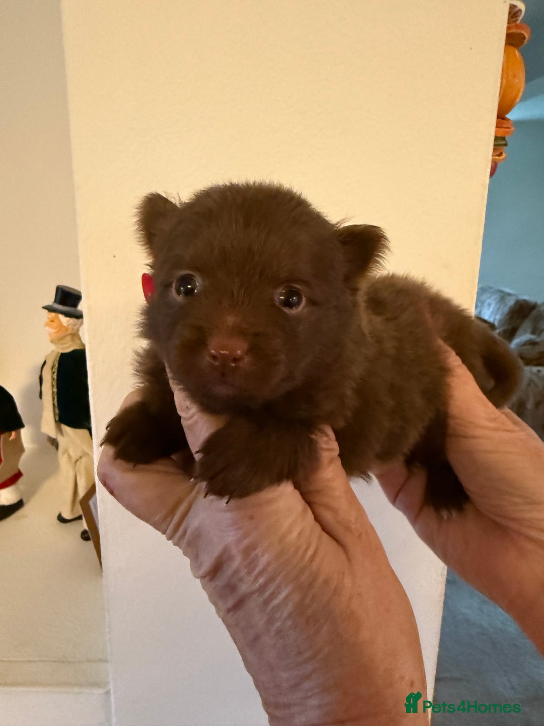 Pomeranian dogs for sale: BEAUTIFUL K.C REGISTERED POMERANIAN PUPPIES  - Advert 6