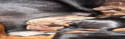 Miniature Dachshund dogs for sale: Miniature Dachshunds  - Advert 3