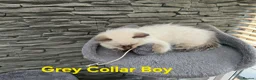 Ragdoll cats for sale: Beautiful ragdolls - Advert 35