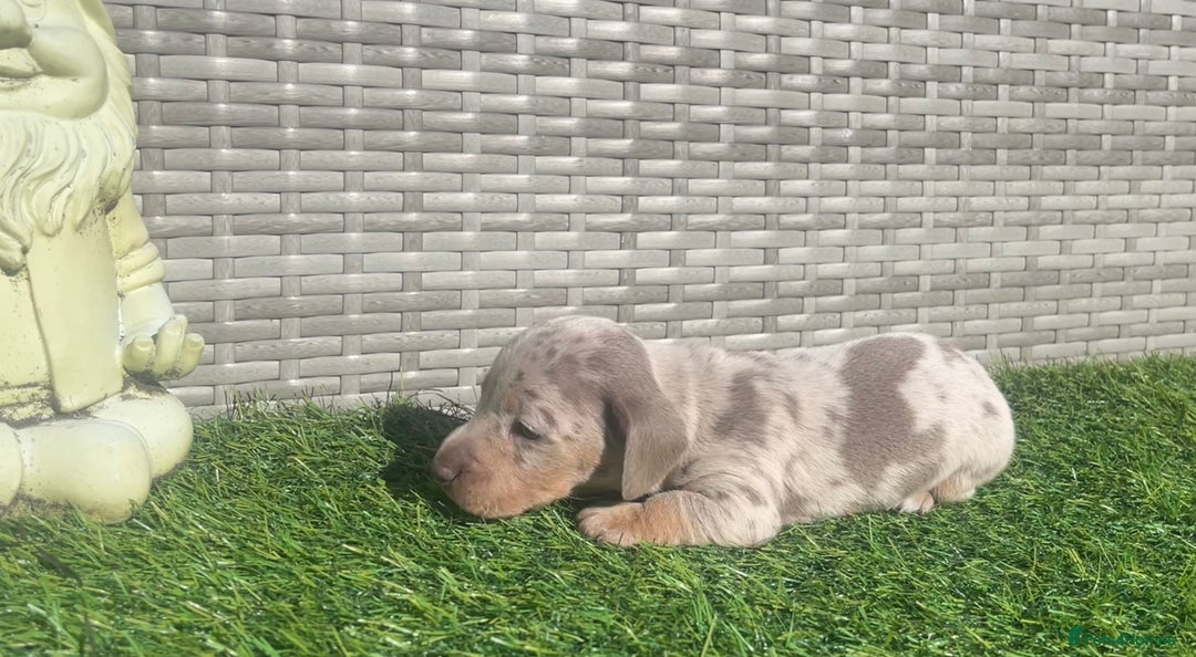 Miniature Dachshund dogs for sale: STUNNING KC REG MINIATURE DAPPLE DACHSHUNDS  - Image 9