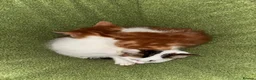 Domestic Shorthair cats for sale: Exceptionally friendly cute kittens for sale in Glasgow - Advert 11